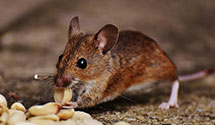 24 Hour & Emergency Exterminators in Pryor, OK